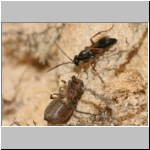 Agenioideus cinctellus - Wegwespe mit Spinne 01b - Sandgrube Niedringhaussee.jpg